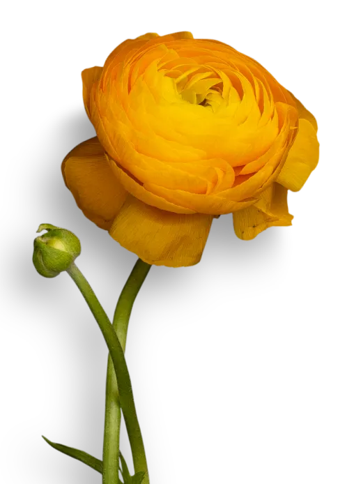 a yellow flower with a black background